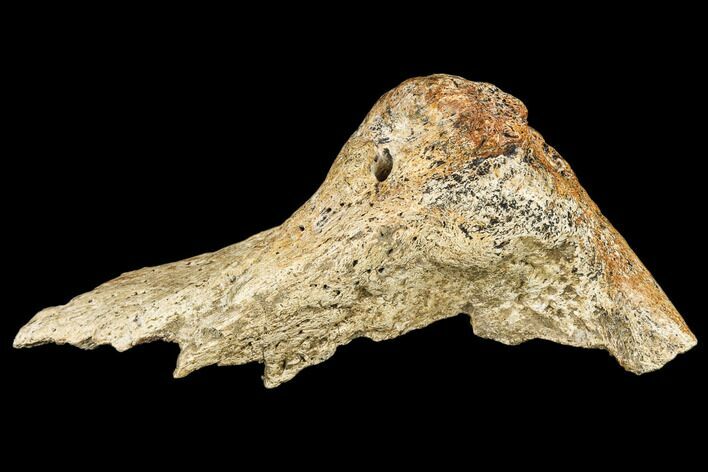 Triceratops Quadratojugal Bone Section - Montana #113120